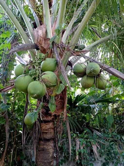 Вілла Green Papaya Puerto Viejo de Talamanca Екстер'єр фото
