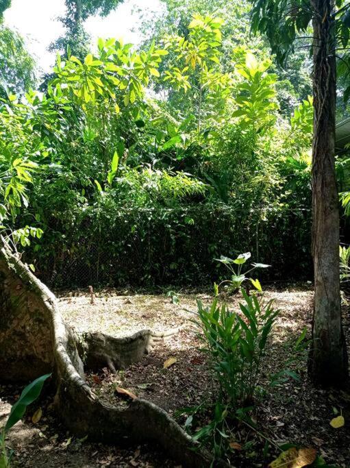 Вілла Green Papaya Puerto Viejo de Talamanca Екстер'єр фото